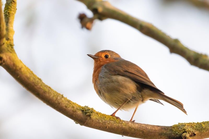 robin redbreast dans l'arbre